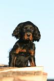 SETTER GORDON 006